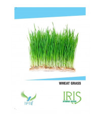 Iris Imported Wheat Grass 15 Seeds